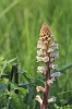 _MG_1909 Broomrape